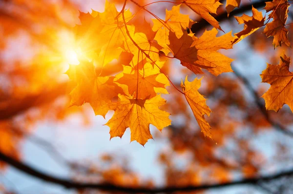 Hojas de otoño en el sol — Foto de Stock