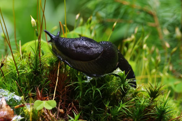 Slug in forest — Stock Photo, Image