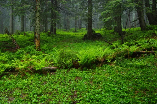 Árboles en el bosque — Foto de Stock