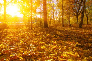  tarih Pzr sonbahar ağaçlar
