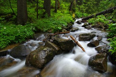 ormandaki nehir dağ.