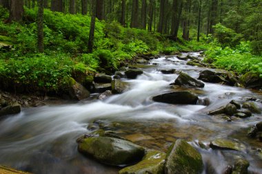 ormandaki nehir dağ.