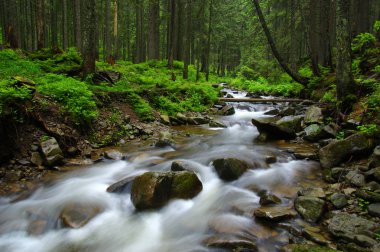 ormandaki nehir dağ.