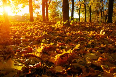  tarih Pzr sonbahar ağaçlar