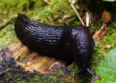 ormandaki Slug