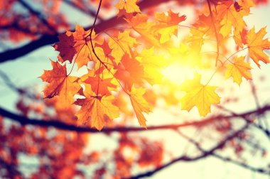  Sonbahar yaprakları güneşte