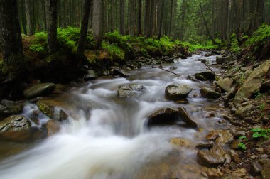ormandaki nehir dağ.