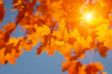  Sonbahar yaprakları güneşte