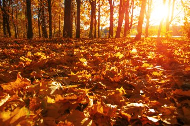  tarih Pzr sonbahar ağaçlar