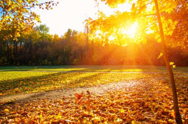  tarih Pzr sonbahar ağaçlar