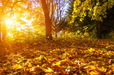  tarih Pzr sonbahar ağaçlar