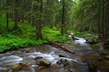 ormandaki nehir dağ.