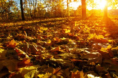  tarih Pzr sonbahar ağaçlar