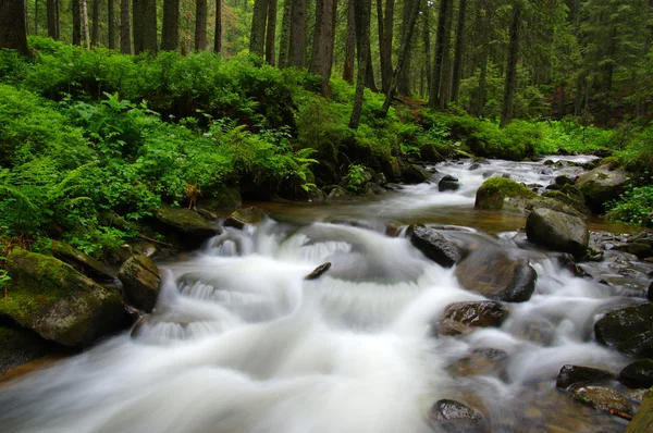 Rio da montanha na floresta . — Fotografia de Stock