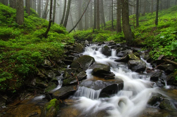 Creek na floresta — Fotografia de Stock