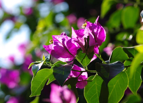 Blomma på en grön — Stockfoto