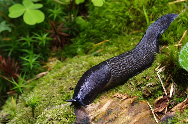 Slug посеред лісу — стокове фото