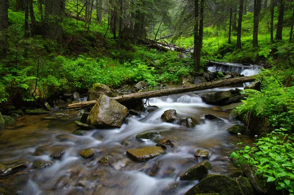 山区河流在森林里. — 图库照片