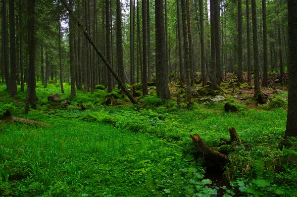 Árvores na floresta — Fotografia de Stock