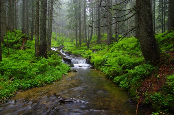 Arroyo en el bosque — Foto de Stock