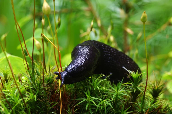 Slug посеред лісу — стокове фото
