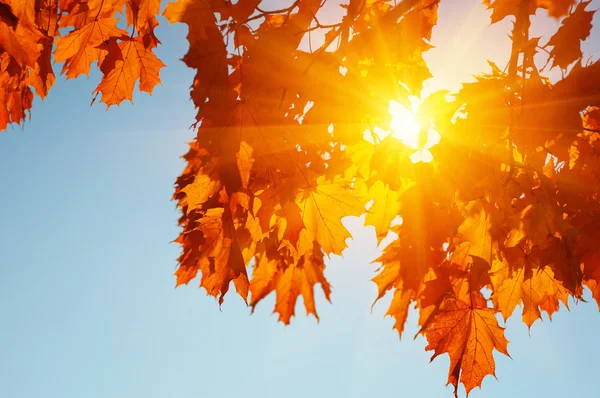 Höstlöv på solen — Stockfoto