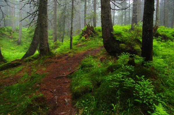 Árvores na floresta — Fotografia de Stock