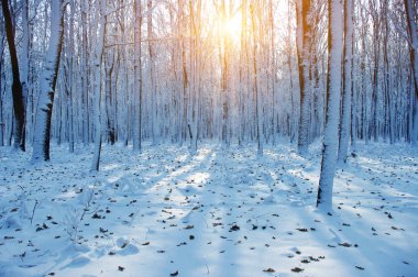 Ormanda gün batımı 