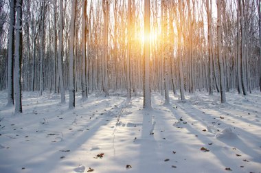 Kış ormanında gün batımı