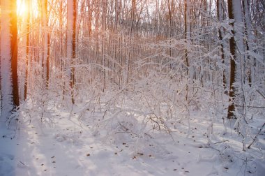 Ormanda gün batımı 