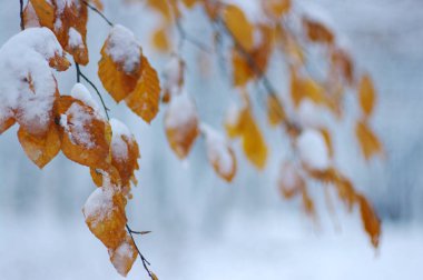 Karda sarı yapraklar. 