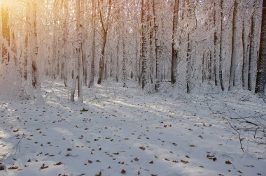 Kış ormanında gün batımı