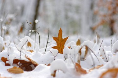 Karda sarı yapraklar. 