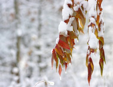 Karda sarı yapraklar. 