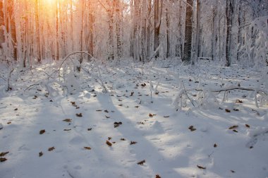 Kış ormanında gün batımı