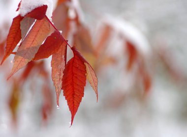 Karda sarı yapraklar. 