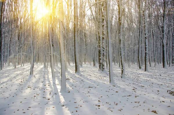 Pôr do sol na floresta de inverno — Fotografia de Stock