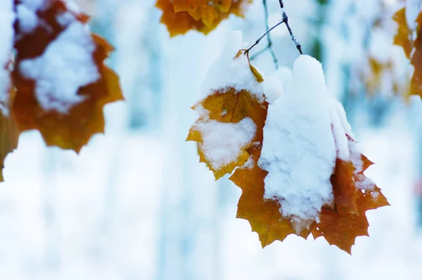 Žluté listy ve sněhu — Stock fotografie