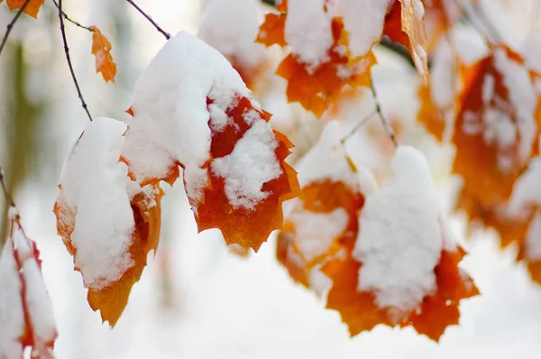 Feuilles jaunes dans la neige — Photo