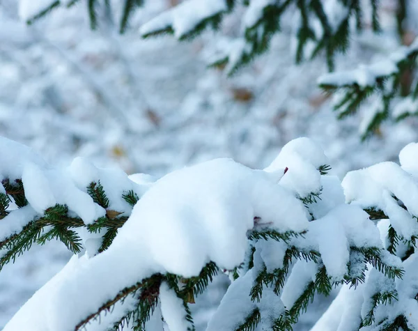 Fichtenzweige mit Schnee bedeckt — Stockfoto