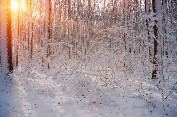 Ormanda gün batımı 