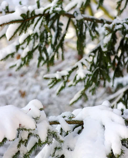 雪に覆われたトウヒの枝 — ストック写真