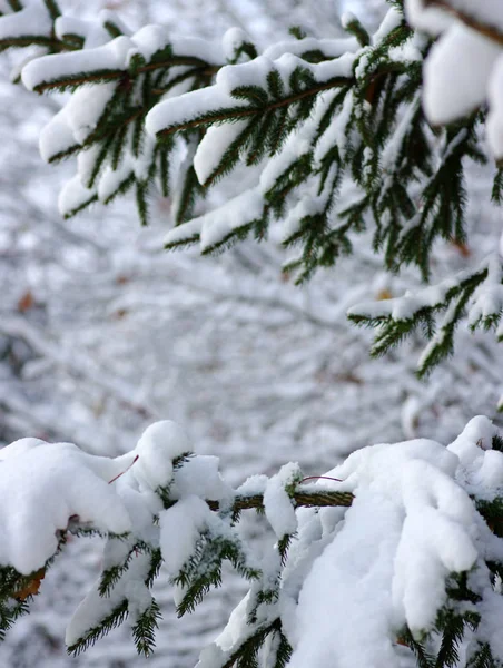 Fichtenzweige mit Schnee bedeckt — Stockfoto