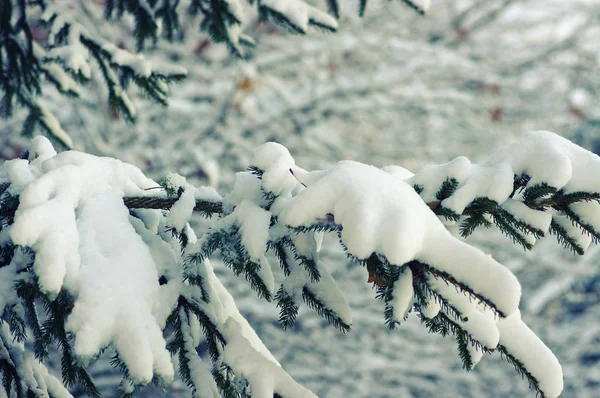 Fichtenzweige mit Schnee bedeckt — Stockfoto