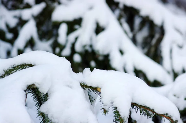 Gałęzie świerku pokryte śniegiem — Zdjęcie stockowe