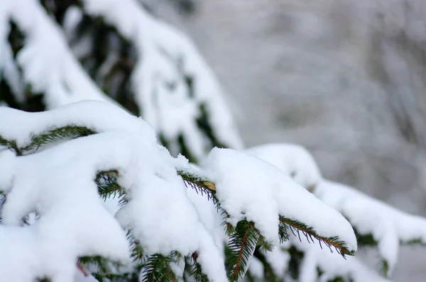 Sparren takken bedekt met sneeuw — Stockfoto
