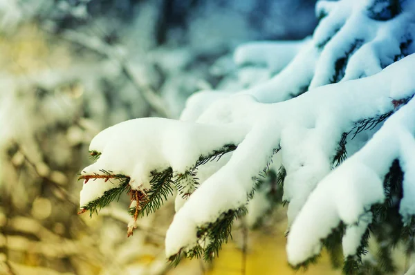 Rami di abete rosso ricoperti di neve — Foto Stock