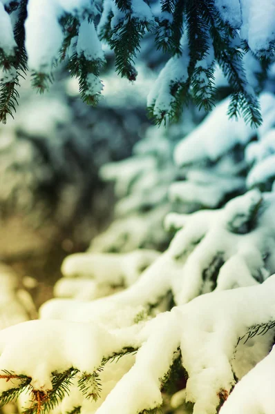 Еловые ветви покрыты снегом — стоковое фото