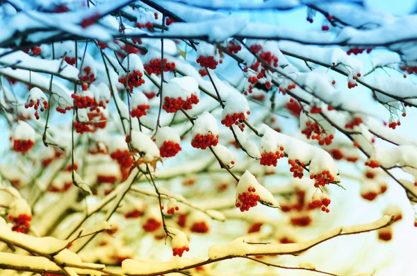 Rowan covered by the snow — стоковое фото