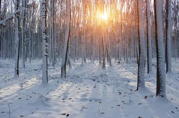 Kış ormanında gün batımı